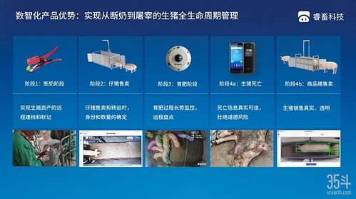 本輪豬周期拐點已現,3萬億生豬市場數字化價值幾何